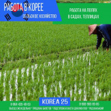 Работа в Южной Корее и Израиле